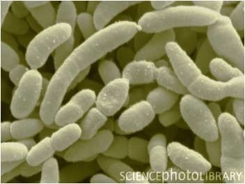Acetobacter Acetobacter aceti MicrobeWiki