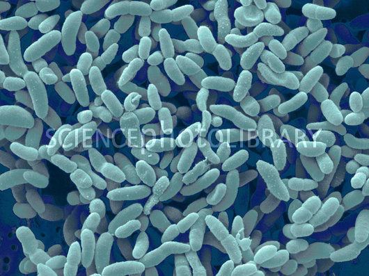 Acetobacter aceti Acetobacter Aceti Bacteria Stock Image C0015116 Science Photo
