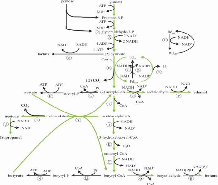 Acetogenesis Mechanism of acetogenesis Figure 1 of 4