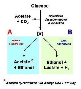 Acetogenesis Department of Ecological Microbiology Research