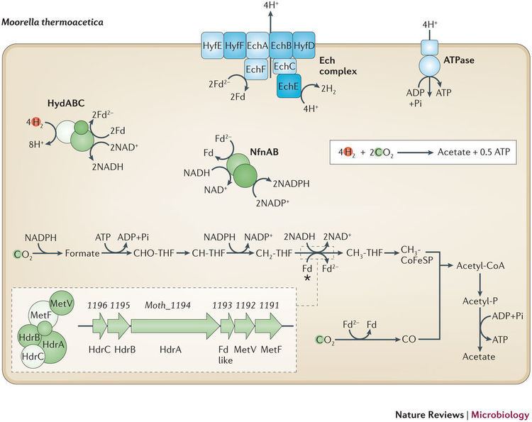 Acetogenesis Model for acetogenesis in Moorella thermoacetica Autotrophy at