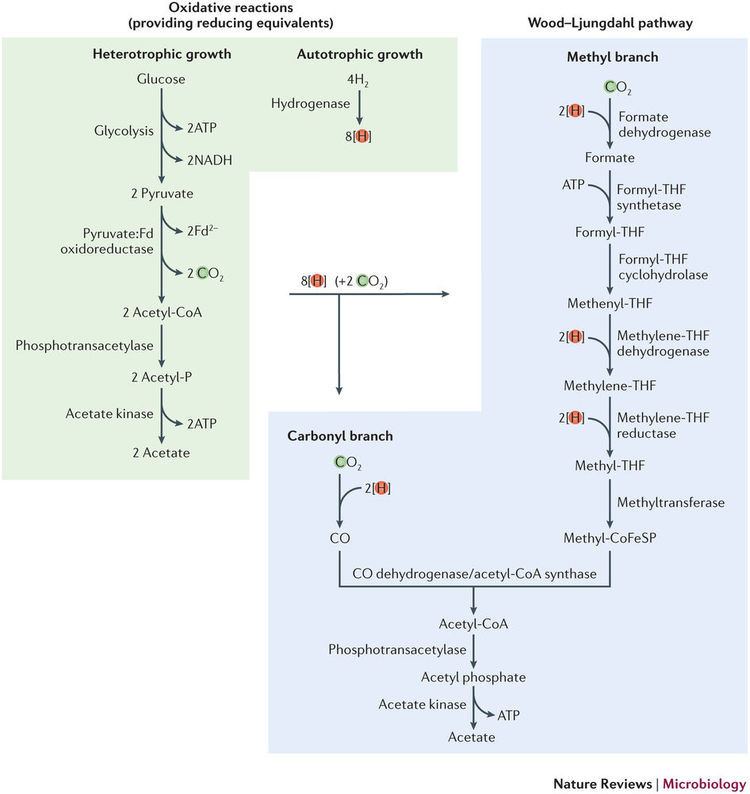 Acetogenesis The WoodLjungdahl pathway of acetogenesis Autotrophy at the