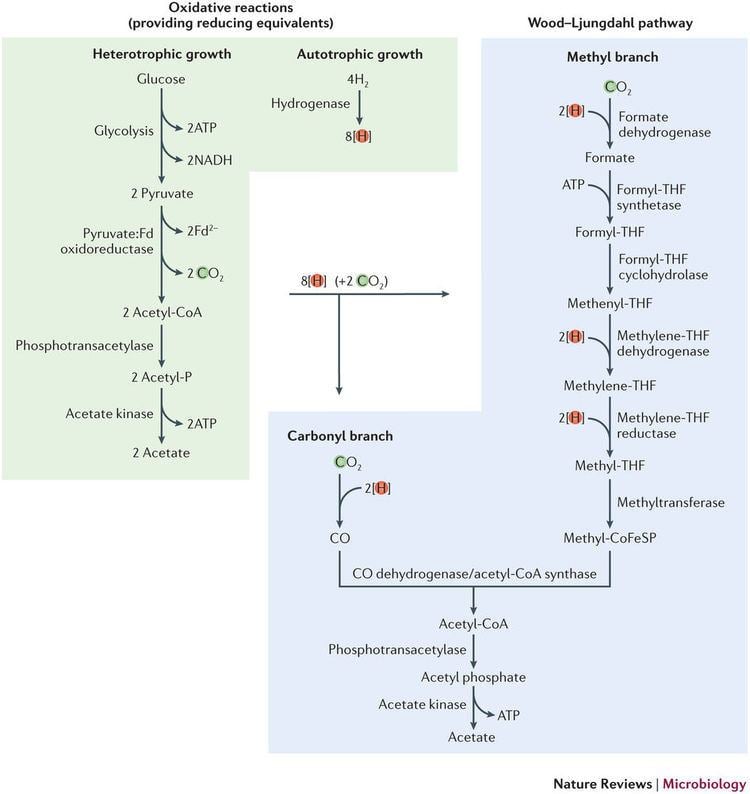 Acetogenesis - Alchetron, The Free Social Encyclopedia