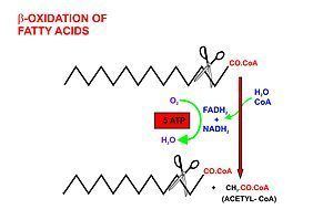 Acetyl-CoA AcetylCoA Wikipedia