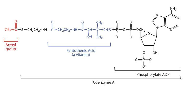 Acetyl-CoA Peste 1000 de idei despre Acetyl Coa pe Pinterest