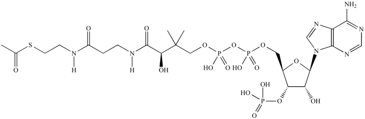 Acetyl-CoA Illustrated Glossary of Organic Chemistry AcetylCoA