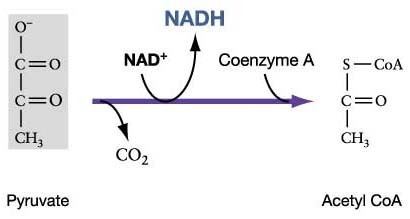 Acetyl-CoA 1000 ideas about Acetyl Coa on Pinterest Oxidative