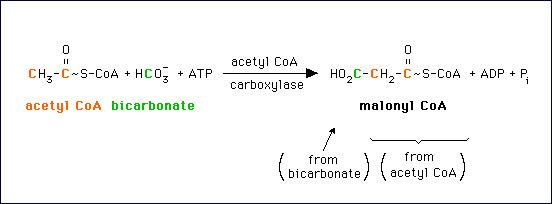 Acetyl-CoA carboxylase Fatty Acids Enzymes and Isolated Reactions Acetyl CoA carboxylase