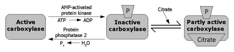 Acetyl-CoA carboxylase AcetylCoA carboxylase Wikiwand
