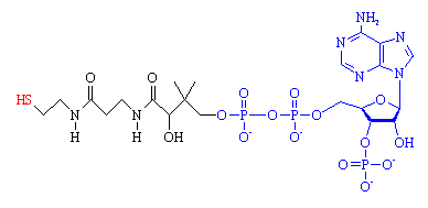 Acetyl-CoA Acetyl CoenzymeA MOTM 2007 HTMLonly version