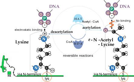 Acetylation DNARNAProtein