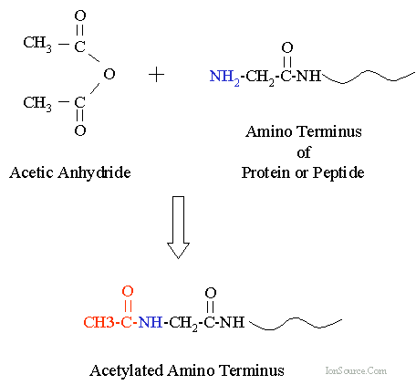 Acetylation Acetylation of Protein or Peptide Amino Termini and or the Side