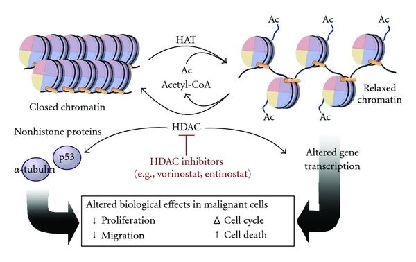Acetylation Histone acetylation and deacetylation Wikipedia