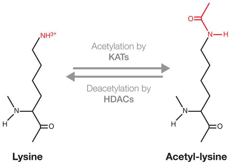 Acetylation Protein Acetylation Cayman Chemical