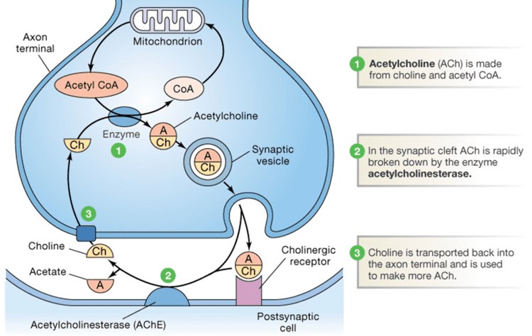 Acetylcholine Acetylcholine synthesis and recycling