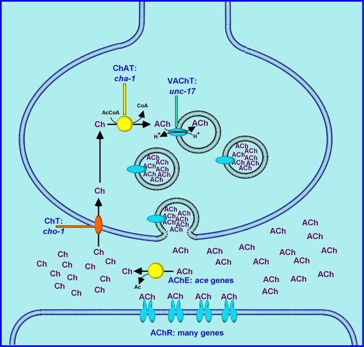 Acetylcholine Acetylcholine