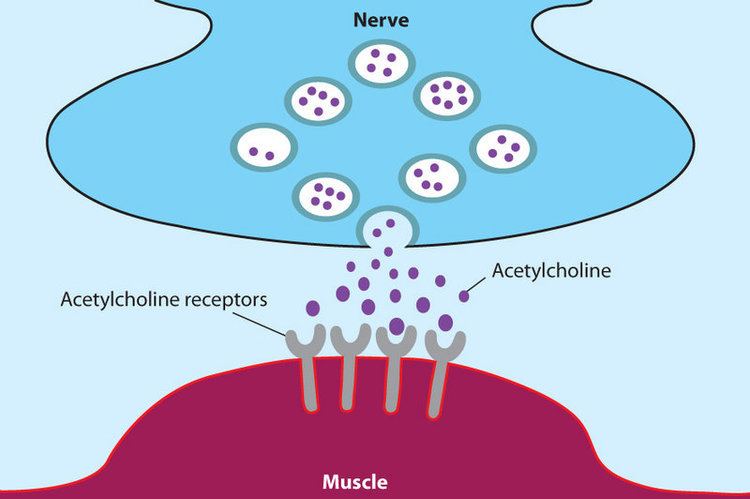 Acetylcholine Acetylcholine and Cognitive Function EliteNootropicscom