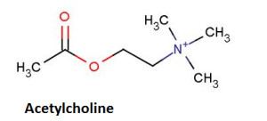 Acetylcholine ACETYLCHOLINE WHAT IS IT AND HOW DOES IT WORK SDFT