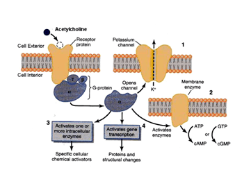 Acetylcholine receptor Cholinesterase Inhibitors Muscarinic Acetylcholine Receptors