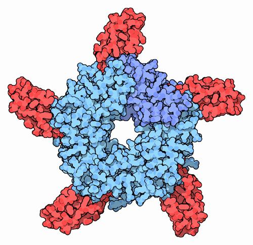 Acetylcholine receptor PDB101 Acetylcholine Receptor