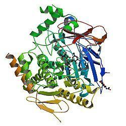 Acetylcholinesterase httpsuploadwikimediaorgwikipediacommonsthu