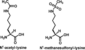 Acetyllysine N Methanesulfonyllysine as a nonhydrolyzable functional