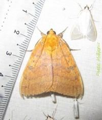 Achaea (moth)