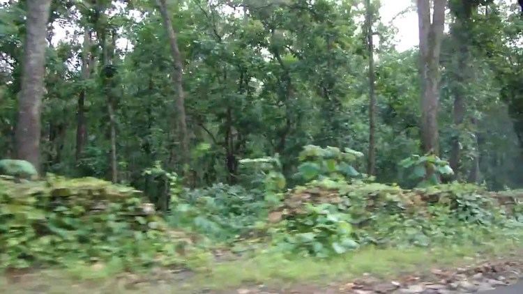 Achanakmar-Amarkantak Biosphere Reserve Passing Through AchanakmarAmarkantak Reserve Film by Pankaj Oudhia