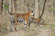 Achanakmar Wildlife Sanctuary httpsuploadwikimediaorgwikipediacommonsthu