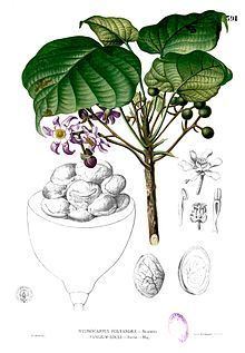 Achariaceae httpsuploadwikimediaorgwikipediacommonsthu