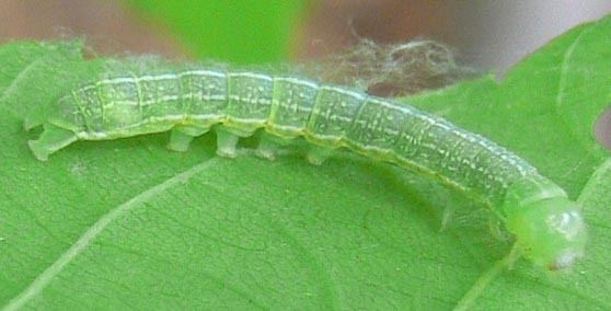 Achatia distincta Caterpillar of Distinct Quaker moth Achatia distincta BugGuideNet