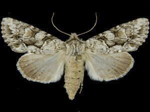 Achatia distincta Moth Photographers Group Achatia distincta 10518