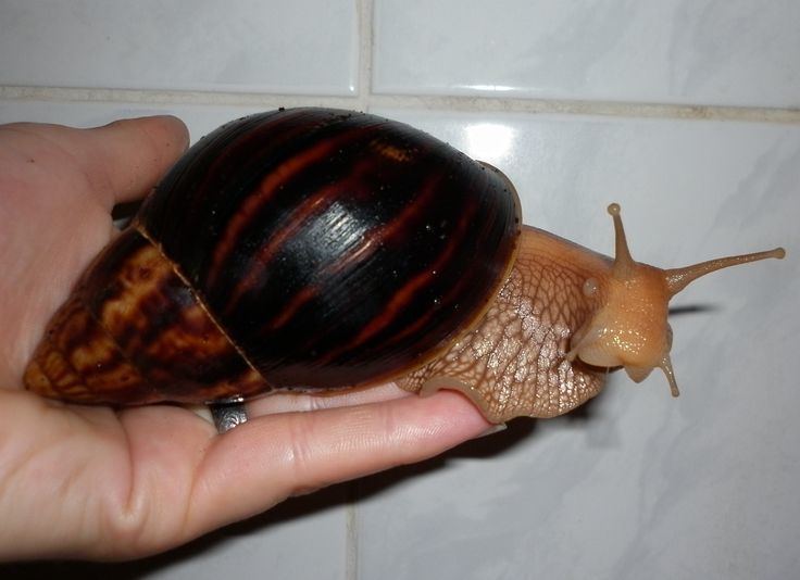 Achatina immaculata achatina immaculata Hledat Googlem Snail world Pinterest Search