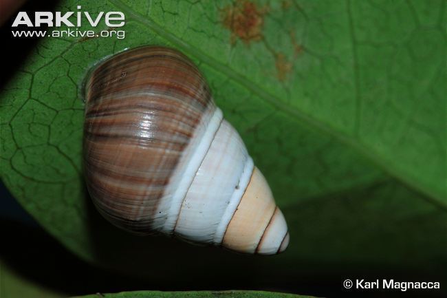 Achatinella mustelina Oahu tree snail photo Achatinella mustelina G116650 ARKive