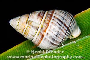 Achatinella mustelina Kahuli Achatinella mustelina