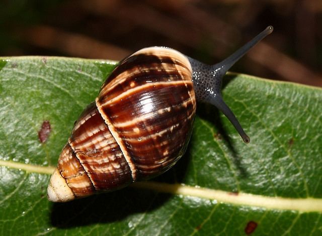 Achatinella mustelina Achatinella mustelina Waianae Mountains southern part south of