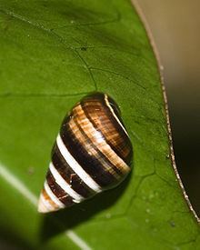 Achatinella mustelina httpsuploadwikimediaorgwikipediacommonsthu