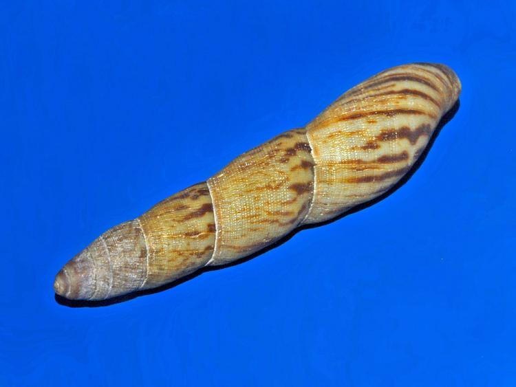 Achatinidae FileAchatinidae Columna leaijpg Wikimedia Commons