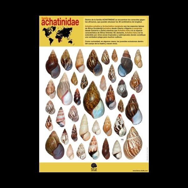 Achatinidae Poster on family ACHATINIDAE Spanish IBERUS SHELLS