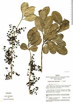 Achatocarpus Amostras de Herbrio da Neotrpica