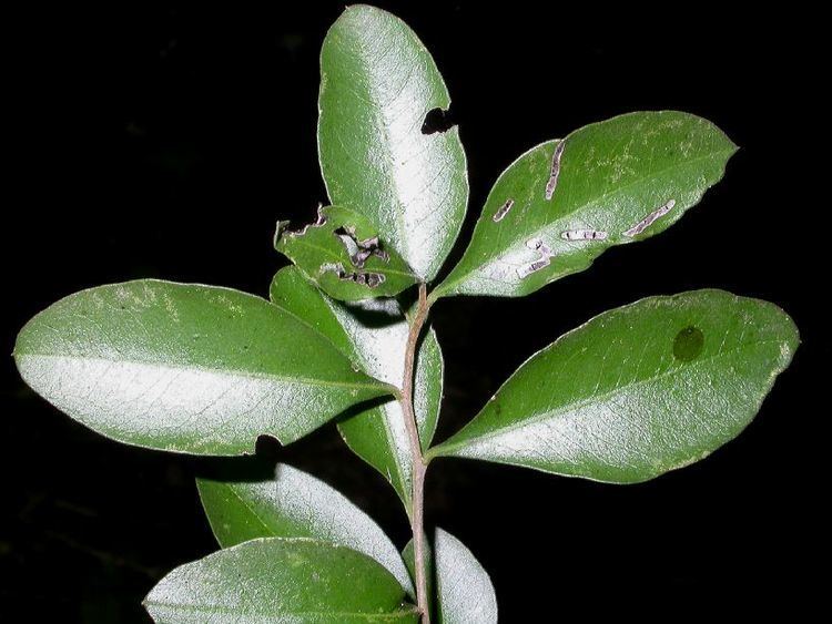 Achatocarpus Achatocarpus praecox Achatocarpaceae image 33055 at
