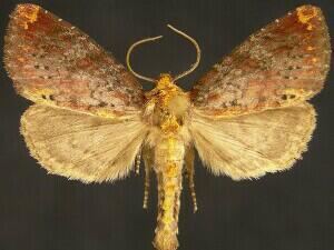 Achatodes zeae Moth Photographers Group Achatodes zeae 9520
