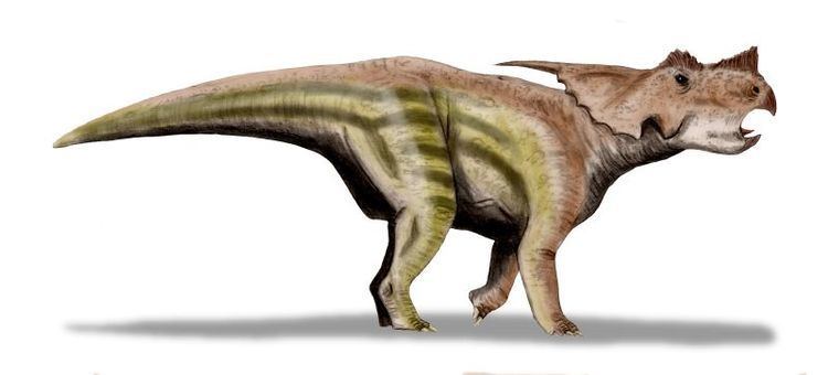 Achelousaurus Achelousaurus Redorbit