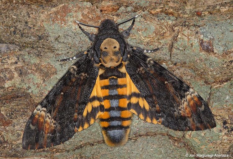 Acherontia atropos head Hawk Moth Acherontia