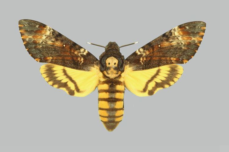 Acherontia atropos Taxonomy Sphingidae Taxonomic Inventory