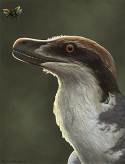 Acheroraptor httpsuploadwikimediaorgwikipediacommonsthu