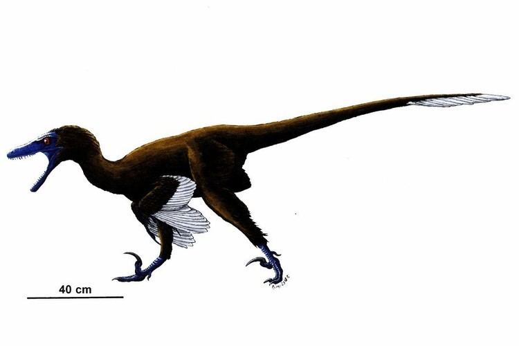 Acheroraptor Acheroraptor Pictures amp Facts The Dinosaur Database