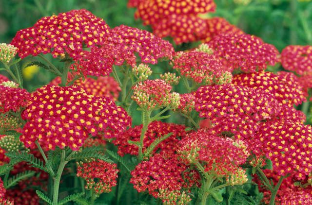 Achillea Achillea 39Fanal39 or 39The Beacon39 Yarrow