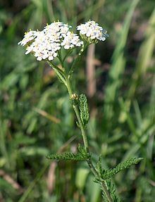 Achillea httpsuploadwikimediaorgwikipediacommonsthu