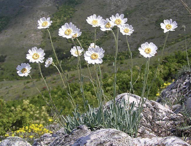 Achillea ageratifolia Achillea ageratifolia picture 2 The Bulgarian flora online